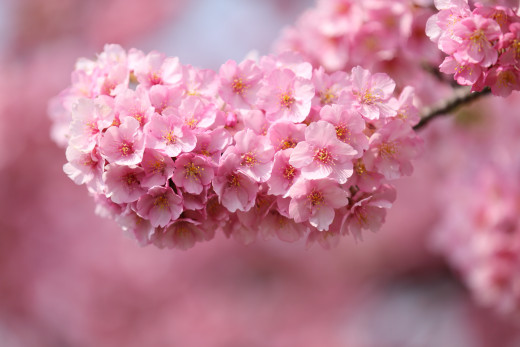 706632 (a): :4000x2667